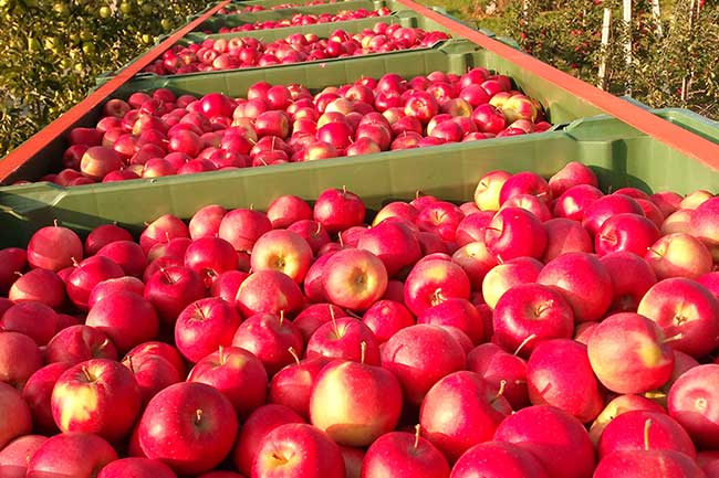 Apfelernte-Bonita - Bertollhof