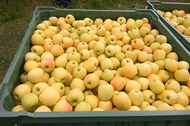 Golden Delicious -Bertollhof