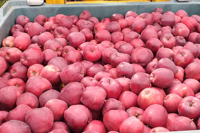 Ernte Stark Delicious - Bertollhof