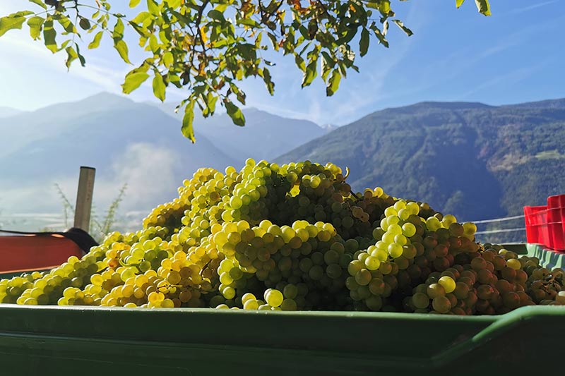 Weinanbau am Bertollhof