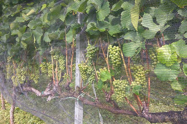 Weißburgunder vom Bertollhof