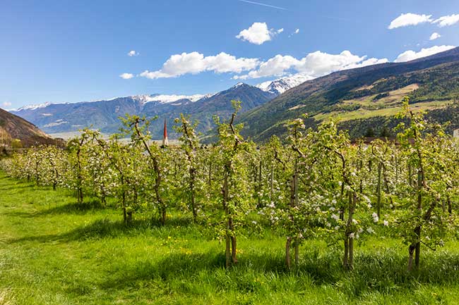 Apfelwiese vom Bertollhof im Frühling