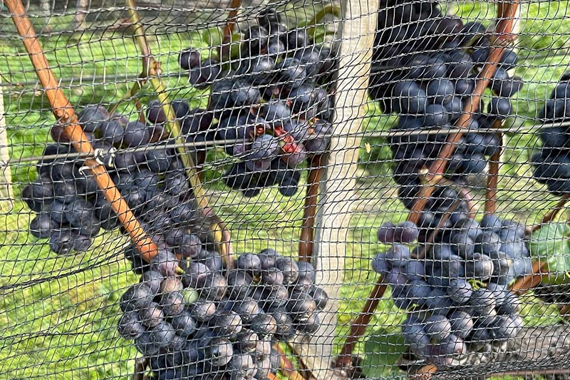 Weinanbau am Bertollhof