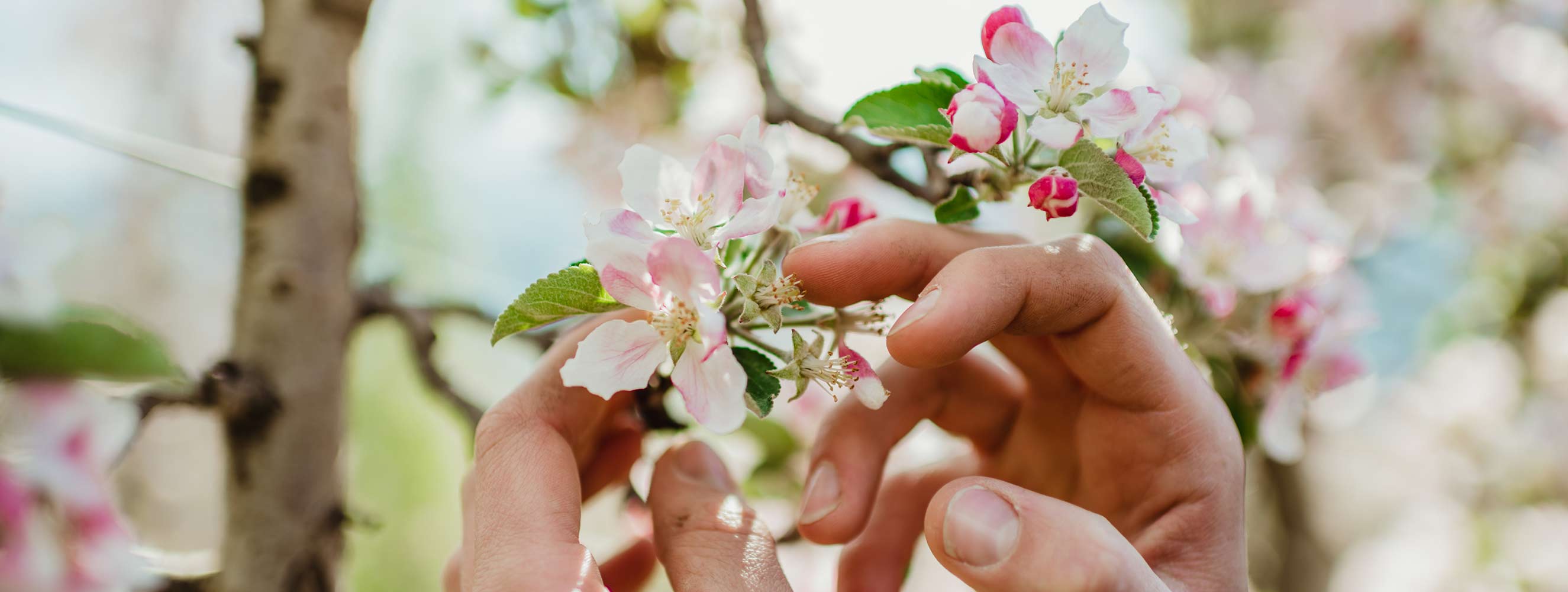 Bertollhof Kortsch im Vinschgau