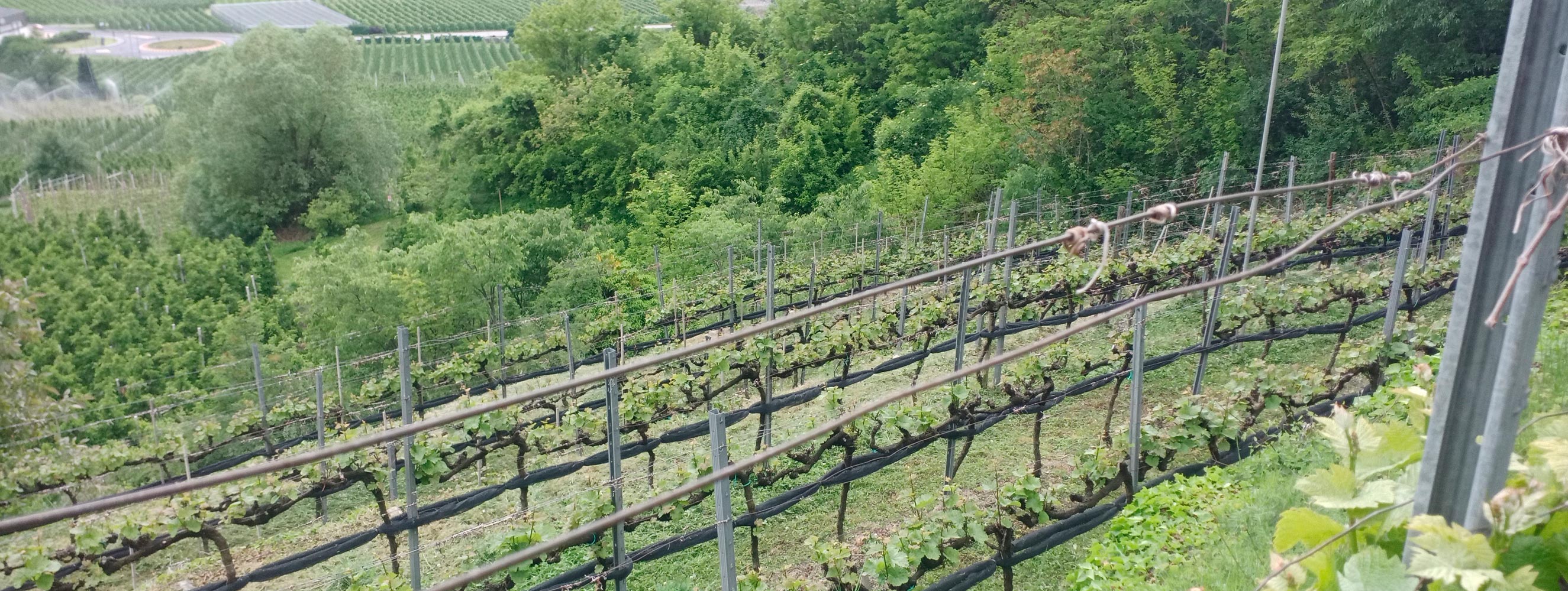 Unsere Weine - Bertollhof