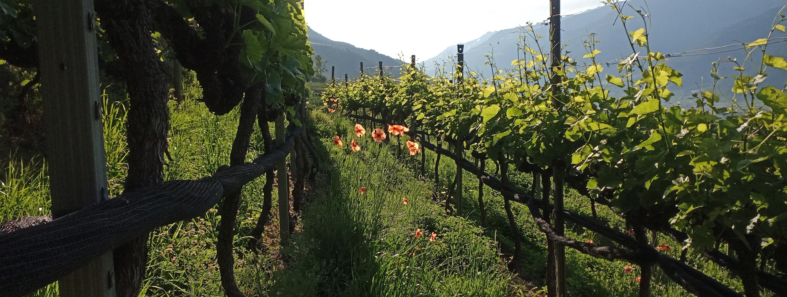 Unsere Weine - Bertollhof